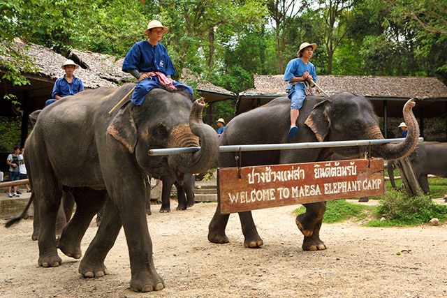 Mae Sa Elephant Camp - 10 Places to Discover the Essence of Chiang Mai